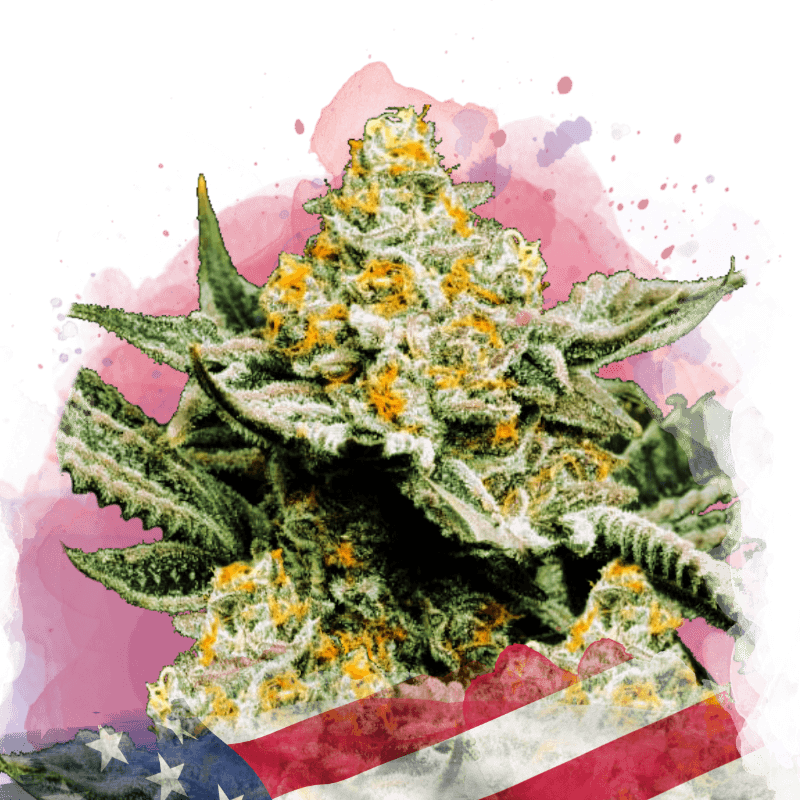 Sunset Sherbet Feminized Seeds