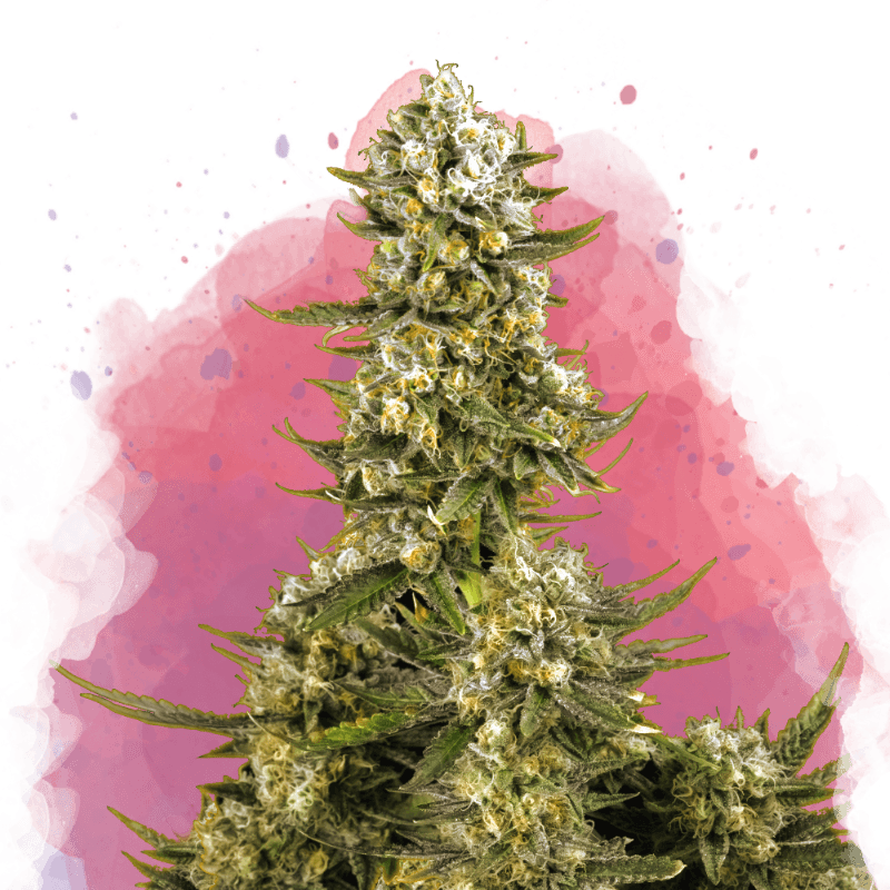 Super Silver Haze Feminized Seeds