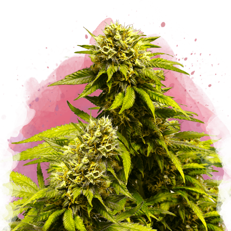 Super Skunk Feminized Seeds