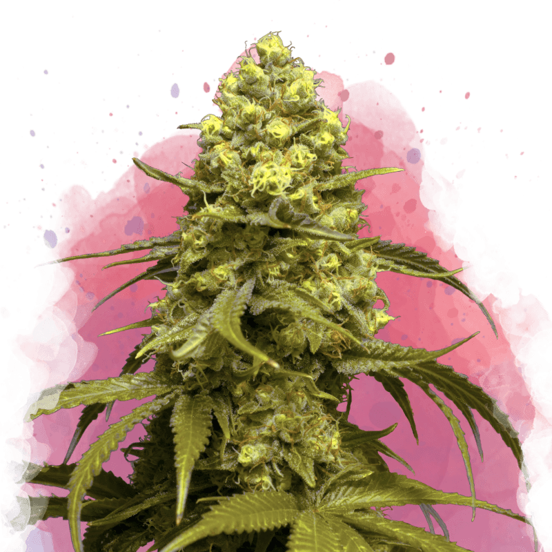 Sweet Tooth Feminized Seeds