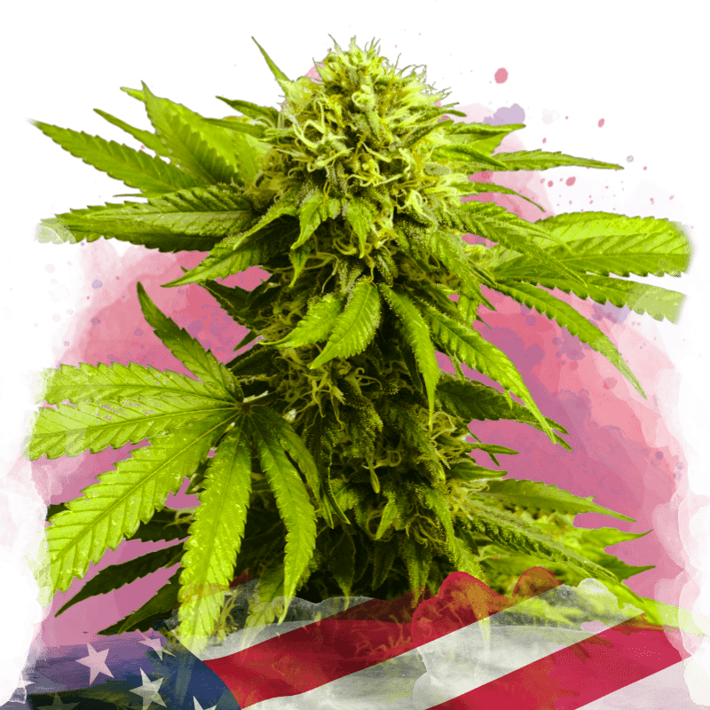 Tangie Feminized Seeds