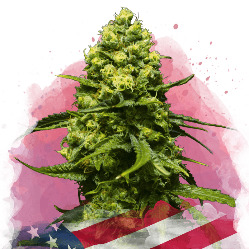 Trainwreck Feminized Seeds