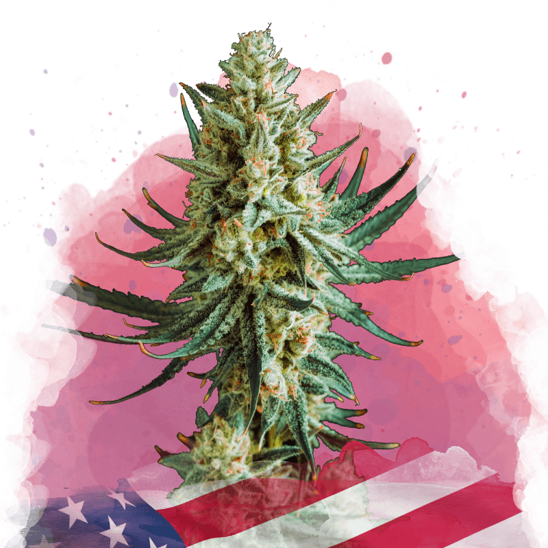 Wedding Cake Feminized Seeds