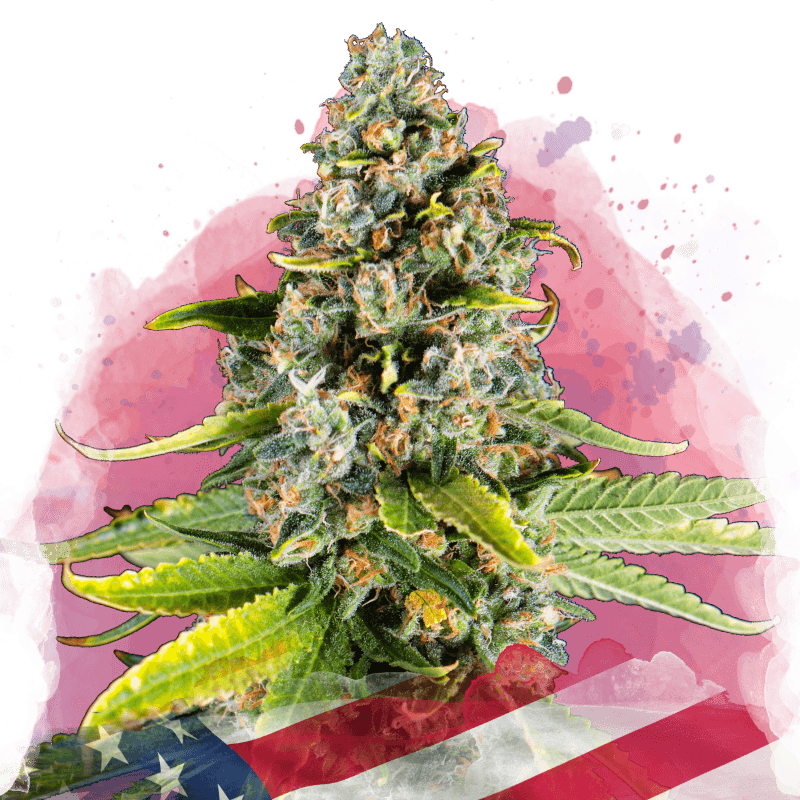 White Fire OG Feminized Seeds