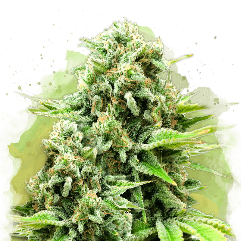 White Widow Autoflower Seeds