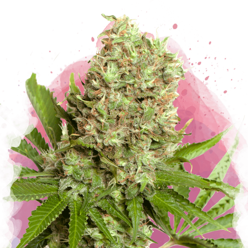 White Widow Feminized Seeds