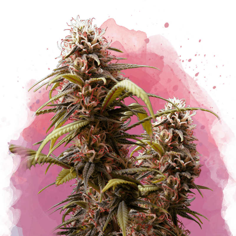 Wonder Woman Feminized Seeds