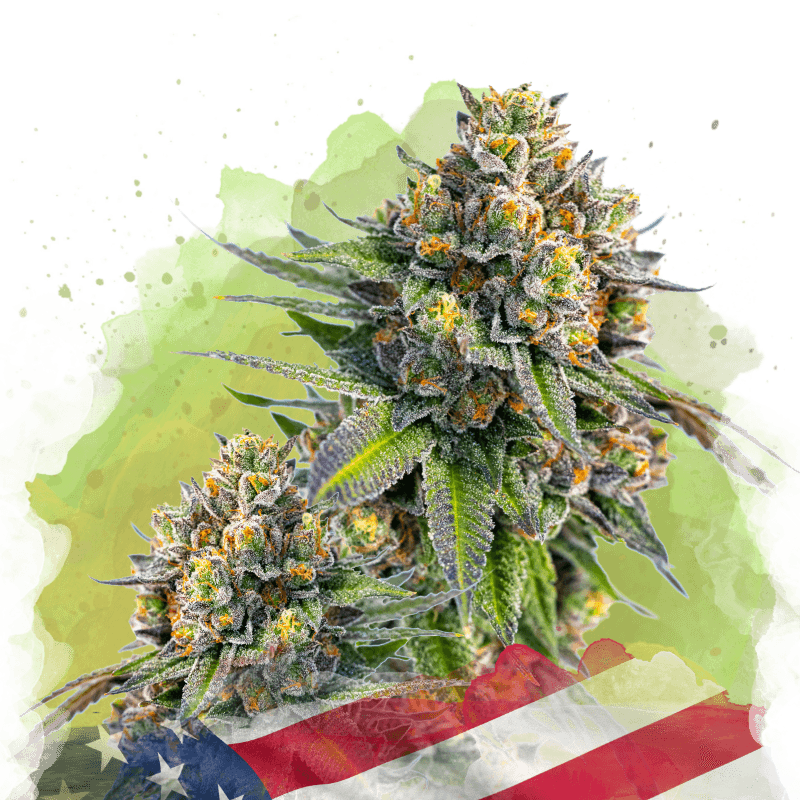 Zkittlez Autoflower Seeds