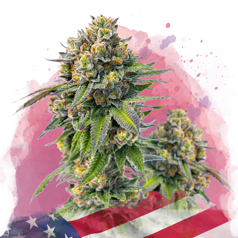 Zkittlez Feminized Seeds