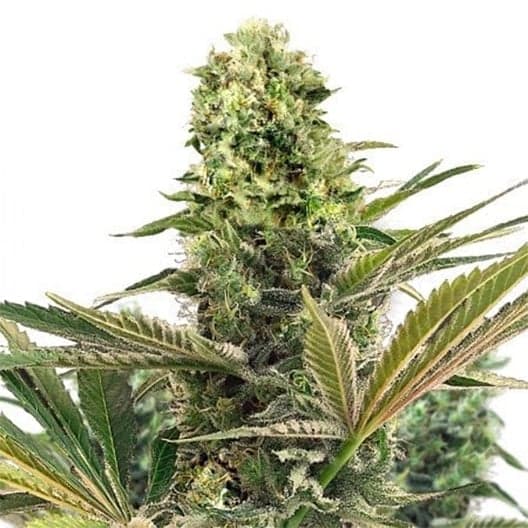 $100 OG Seeds