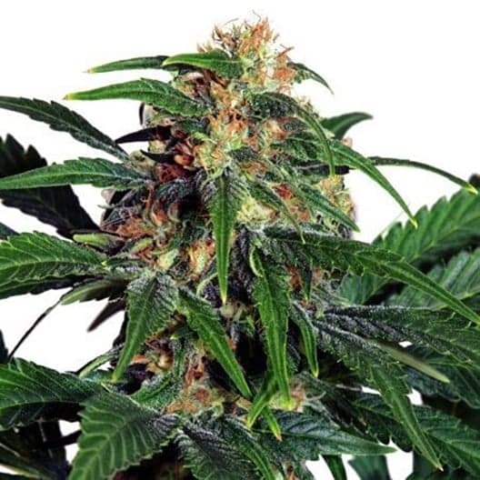 24k Gold Auto Seeds