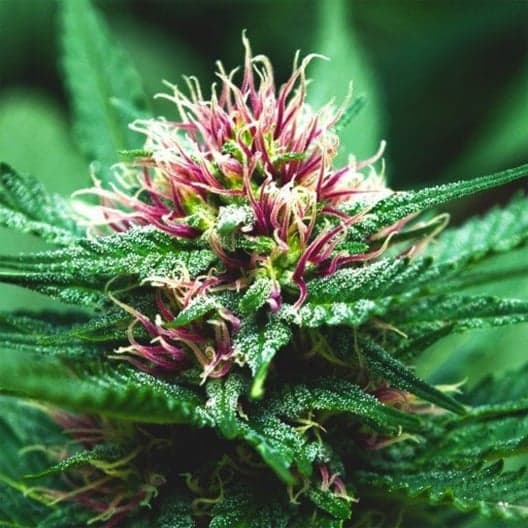 AK-48 Auto Seeds