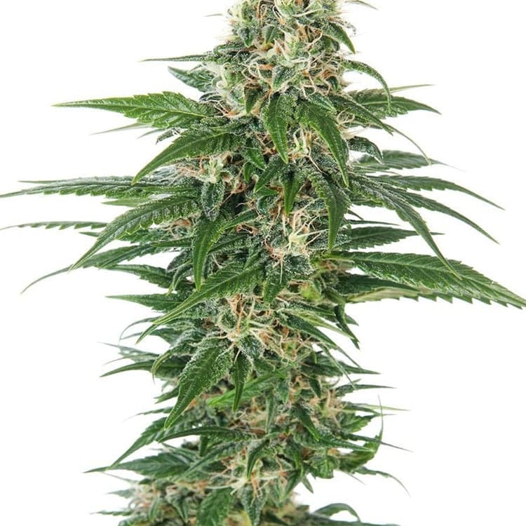 Alien OG Seeds
