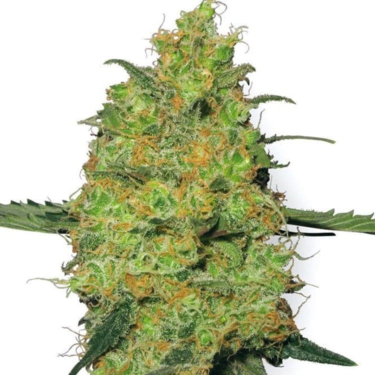 Apollo 13 Seeds