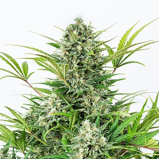Aurora Indica Seeds