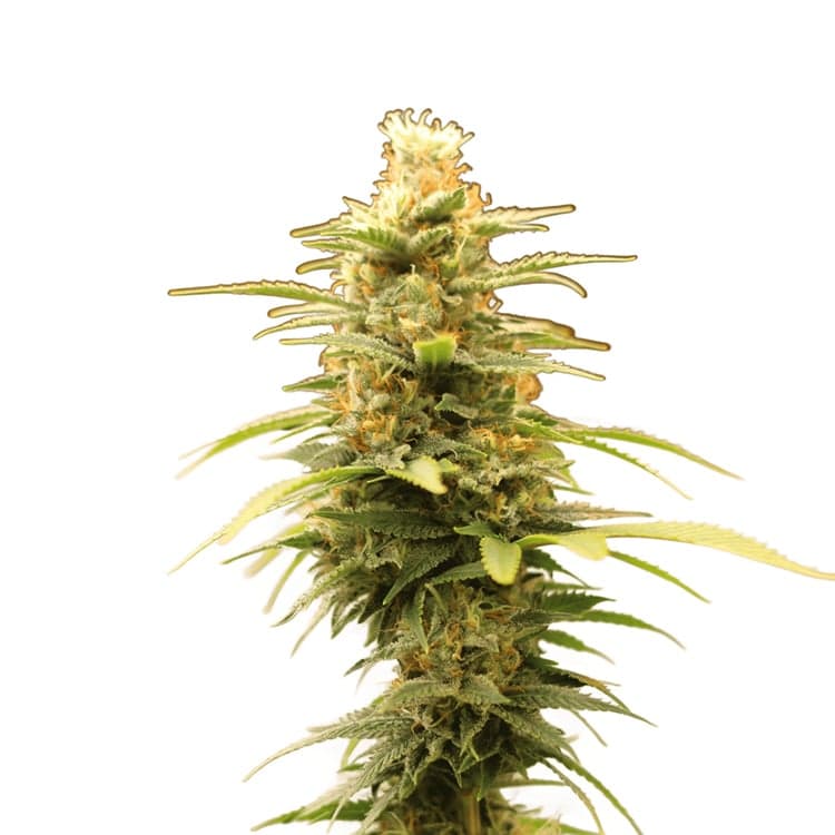 Banana Candy Seeds