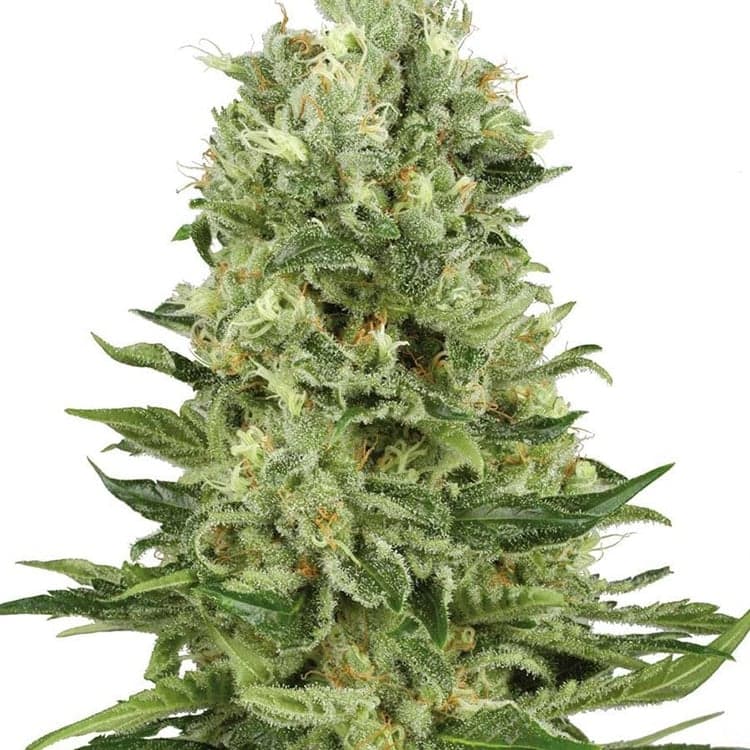 Banana Diesel Seeds