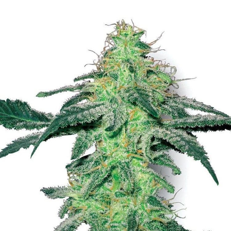Big Bud Auto Seeds