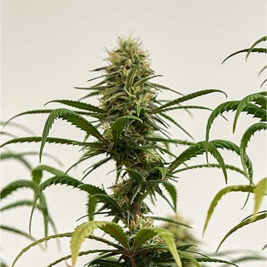 Bio Jesus Seeds
