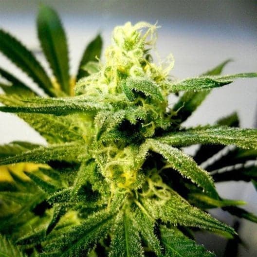 Black Cherry Seeds