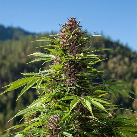 Black Cherry Punch Seeds