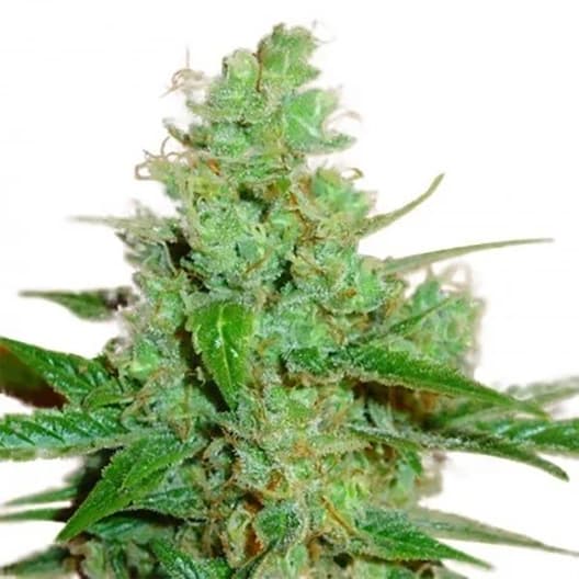 Black Widow Seeds