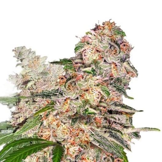Blue Crack Seeds