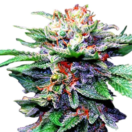 Blue Galaxy Auto Seeds