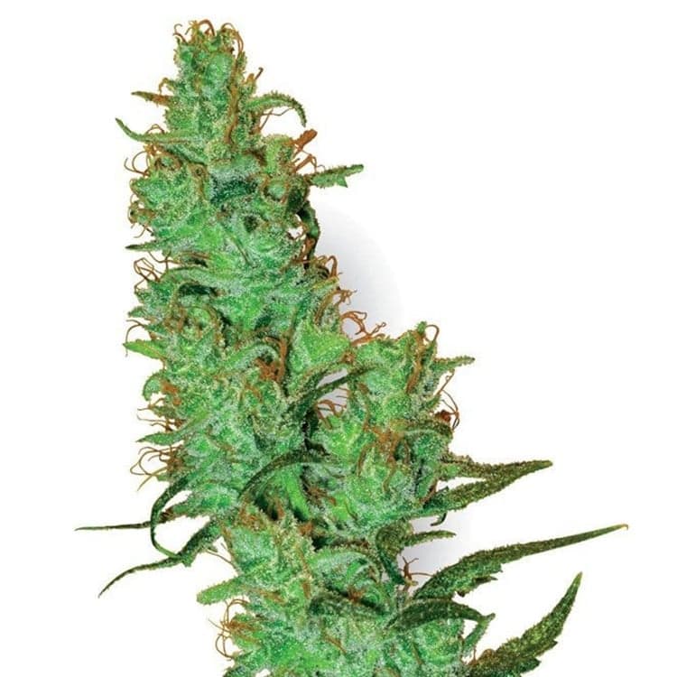 Blue Kush Auto Seeds