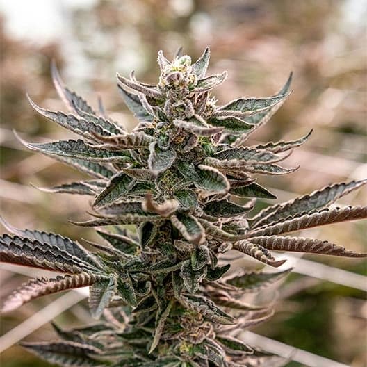 Blue Mac Seeds