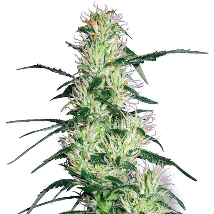 Blue Mystic Auto Seeds