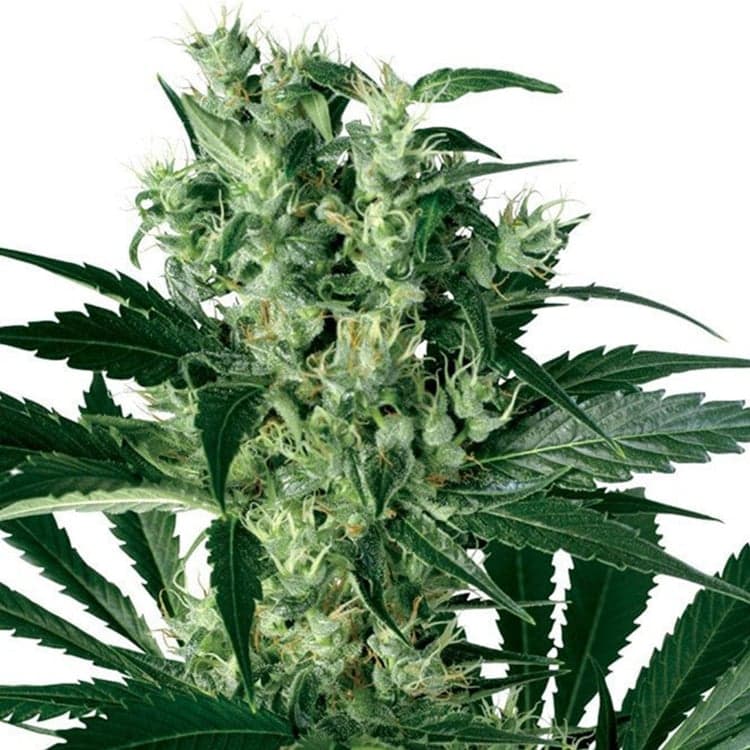 Blueberry Yum Yum Seeds