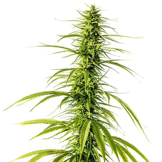Bubba OG Auto Seeds