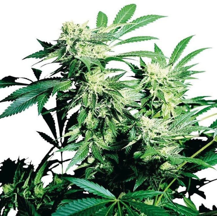 Cheese Quake Seeds