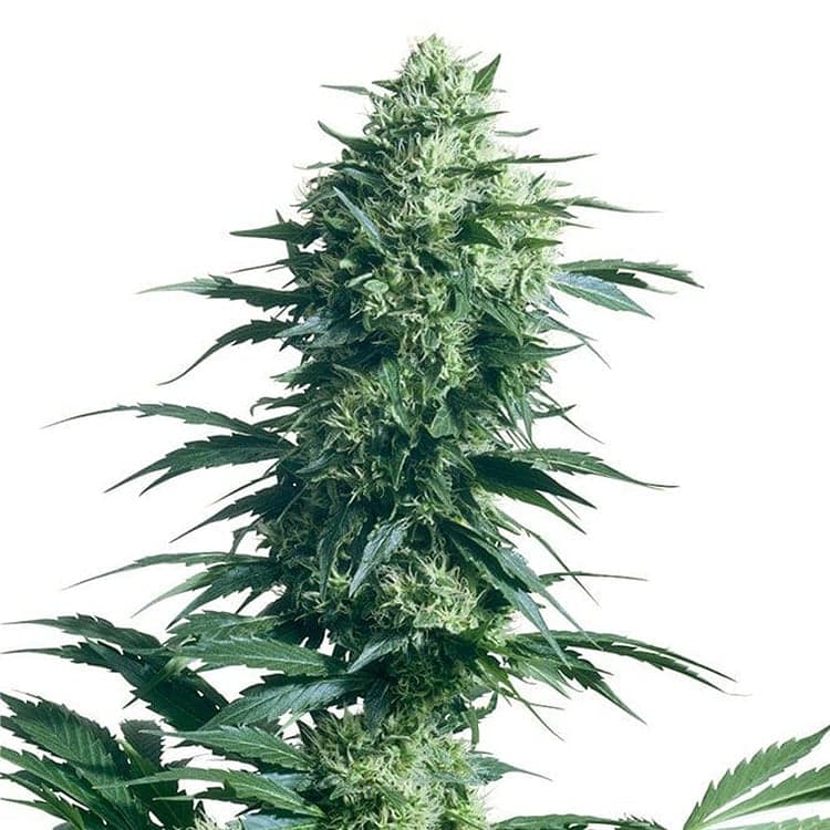 Chronic Auto Seeds