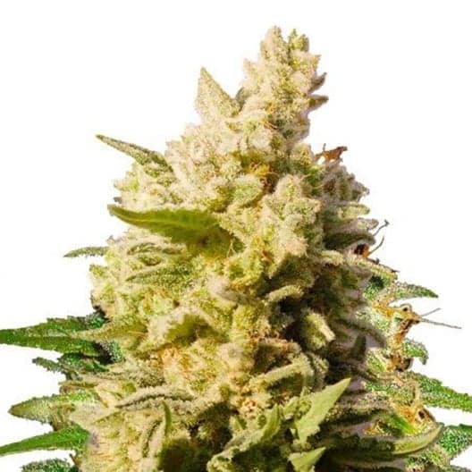 Critical Jack Auto Seeds