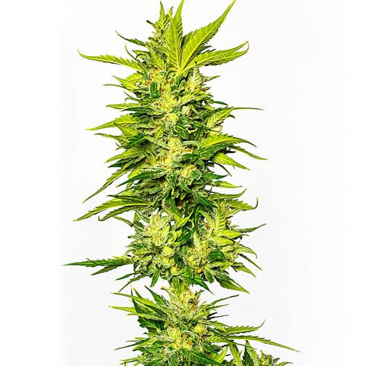 Death Bubba Auto Seeds
