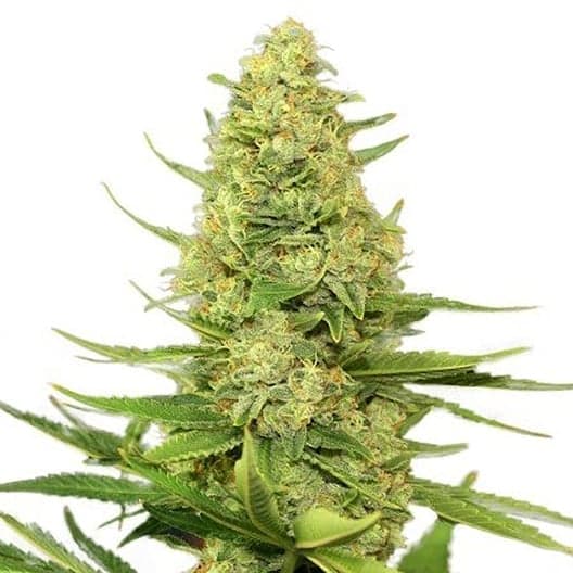 Death Bubba Seeds