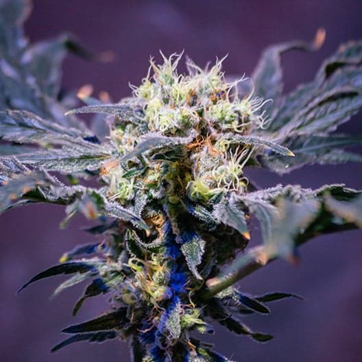 Deep Purple Seeds