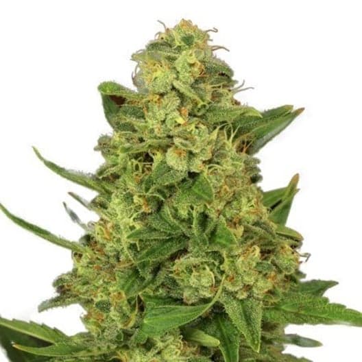 Dream Queen Auto Seeds