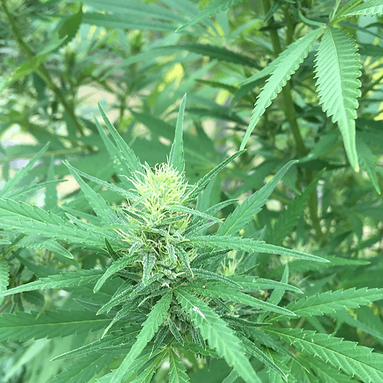 Fucking Incredible Seeds