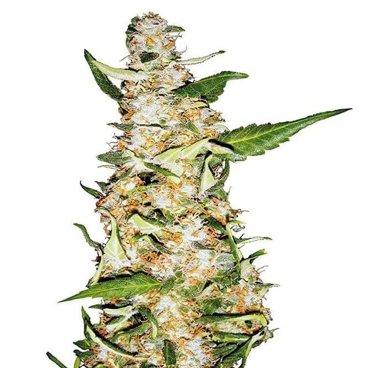 G13 Haze Seeds