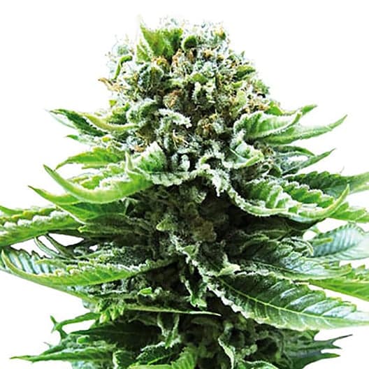 Grand Hindu Seeds