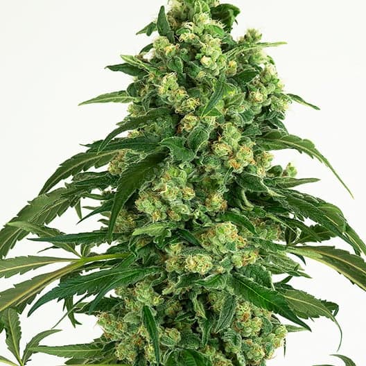 Grandma’s Sugar Cookies Seeds