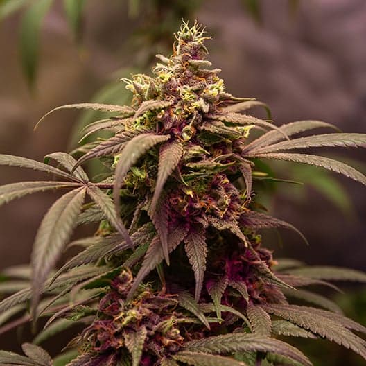 Grape Kush Seeds