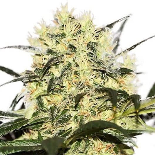 Grease Monkey Seeds