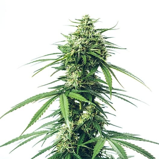 Lemon Fire Seeds