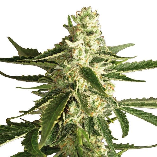 LSD Auto Seeds