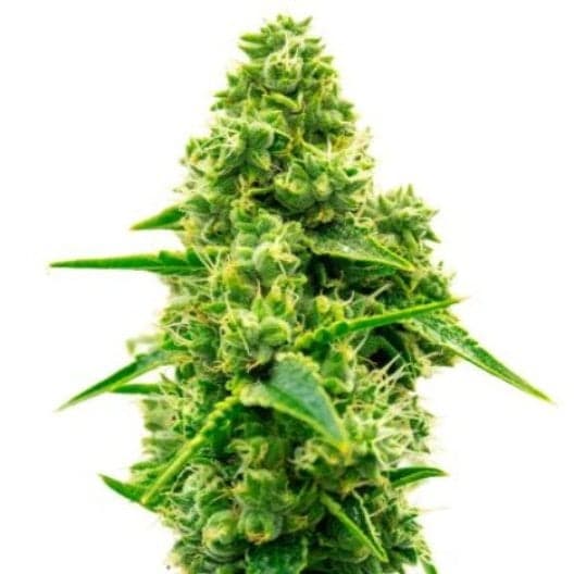 Mob Boss Auto Seeds