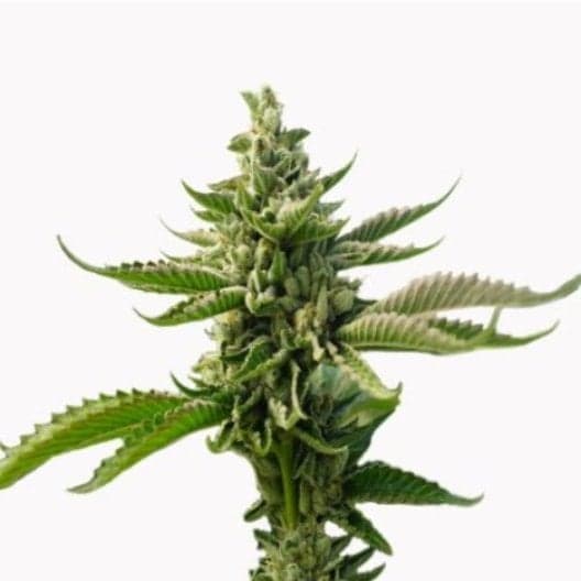 Motorbreath Auto Seeds
